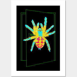 Brazilian Jewel Tarantula Typhochlaena seladonia Posters and Art